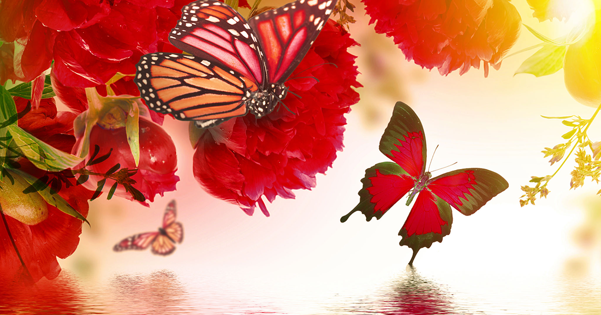 Vibrant-Rose-Petal-Butterflies-123rf